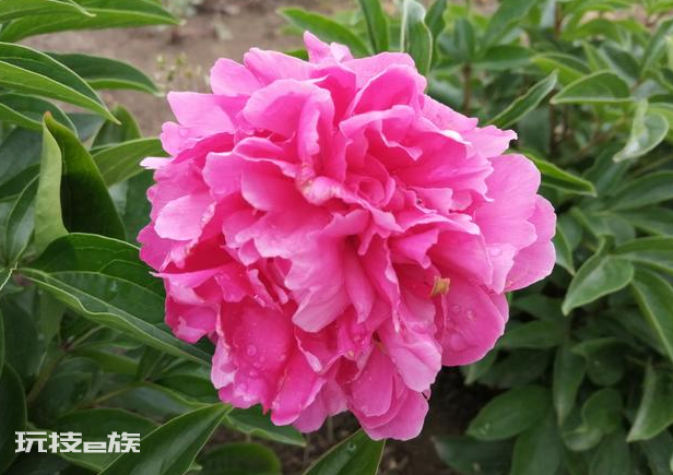 北方庭院耐寒观赏花树(常见的10种耐寒多年生草本花卉)-图片3